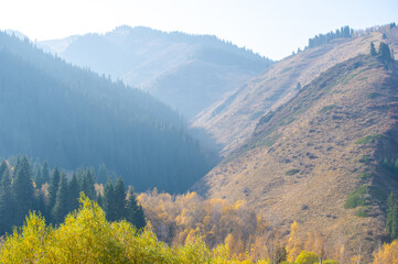 Immerse yourself in the vibrant colors of fall foliage. Feel the beauty of nature and the changing seasons. Immerse yourself in the embrace of this picturesque mountain forest.