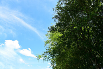 Blue sky and tiny white clouds for background.