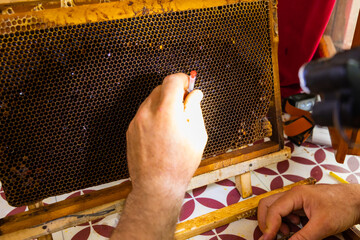 Beekeeper extracting the bee eggs from honeycomb with a tool