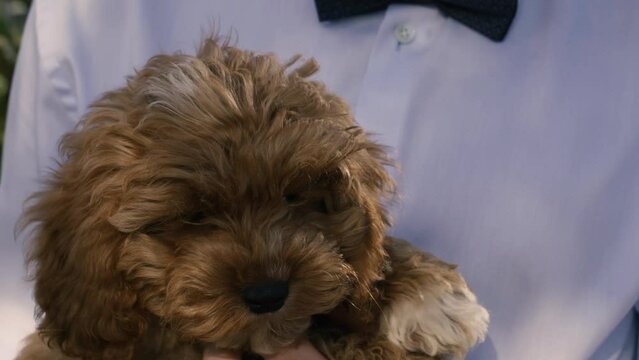 A cavapoo puppy in the arms of a man. Close-up.