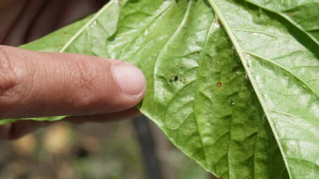 Checking for leafhopper pest in chili farm in Yogyakarta, Indonesia