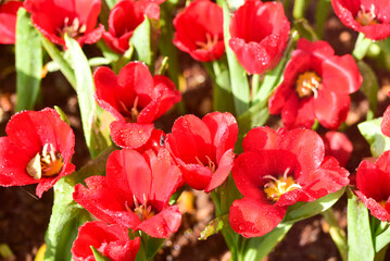 Chiang Rai Thailand December 28 2022 ASEAN Flower Festival Chiang Rai 2022