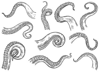 Octopus Tentacles Engraving. Hand Drawn Tentacle of Underwater Squid Animal, Sketch Kraken or Cthulhu Arms with Sucker Rings black Illustration in various themes.  - obrazy, fototapety, plakaty