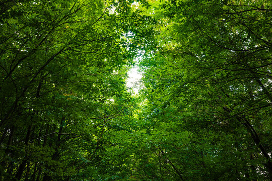 Lush forest background photo. Carbon net-zero or carbon neutrality concept