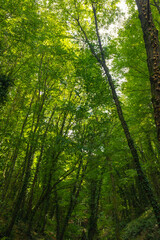 Fototapeta na wymiar Forest view in vertical shot. Carbon net-zero concept background