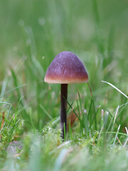Cucumber Cap, Macrocystidia cucumis, wild mushrooms from Finland