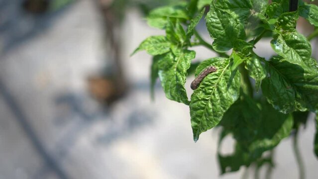 Chili leaves attacked by worms in the farm causing damage to the the leaves.