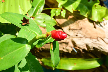 Chiang Rai Thailand December 28 2022 ASEAN Flower Festival Chiang Rai 2022