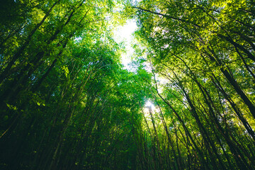 Lush green forest view. Carbon neutrality or Carbon net-zero concept background