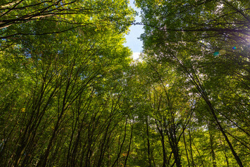 Lush green forest low angle view. Carbon footprint or carbon net zero concept