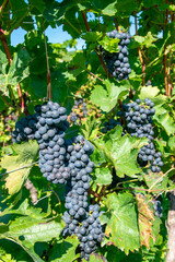 Naklejka premium Large bunches of red wine grapes in vineyard. Green vineyards for wine production.