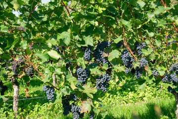 Large bunches of red wine grapes in vineyard. Green vineyards for wine production.