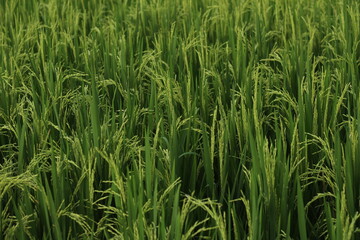 paddy rice field, close up paddy
