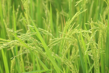 Fototapeta na wymiar paddy rice field, close up paddy