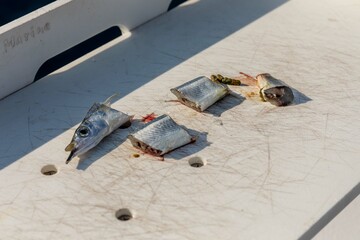 A small fish cut up for use in fishing from a boat off the coast of Key West, Florida