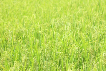 paddy rice field, close up paddy