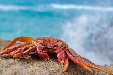 rote Krabbe bei Playa del Viejo Reyes bei La Pared Westküste Fuerteventura