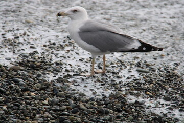 A seagull stands with its feet in the sea