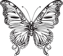 butterfly illustration