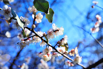 Plum flower
