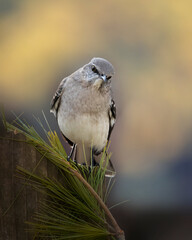 mockingbird with golden background