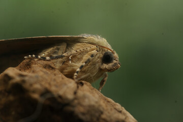 Low angle closeup on a Lesser Broad-bordered, or Yellow Underwing owlet moth, Noctua janthe, sitting on wood