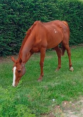 Naklejka na ściany i meble Brown horse in padro field eating