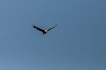 Bald Eagle soars in the sky over the marsh