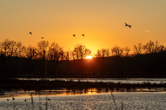 Mallard Ducks fly across the golden sky at sunset at the marsh