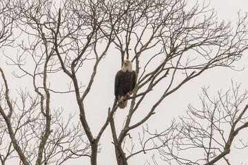 Bald Eagle perched on a tree branch in the Delaware Water Gap National Recration Area