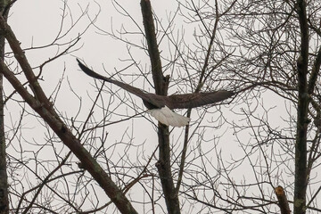 Bald Eagle flies to another tree branch in the Delaware Water Gap National Recreation Area
