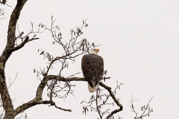 Bald Eagle perched on a tree branch in the Delaware Water Gap National Recreation Area