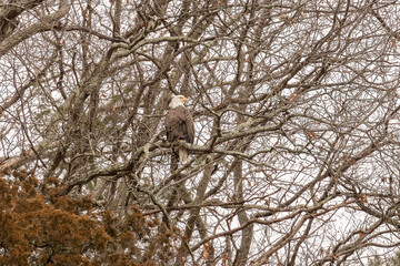 Bald Eagle perched on a tree branch in the Delaware Water Gap National Recreation Area