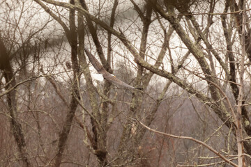 Fototapeta premium Bald Eagle flies acrros the river in the Delaware Water Gap National Recreation Area