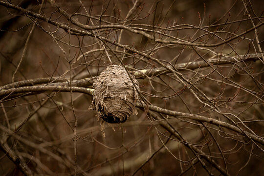 Hornets nest hanging from a tree branch