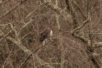Bald Eagle preens while perched on a tree branch in the Delaware Water Gap National Recreation Area