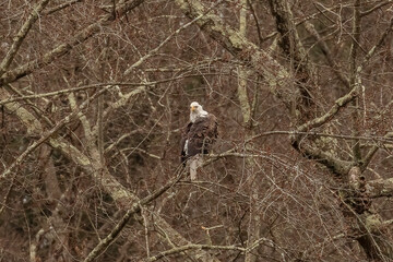 Bald Eagle perched on a tree branch in the Delaware Water Gap National Recreation Area