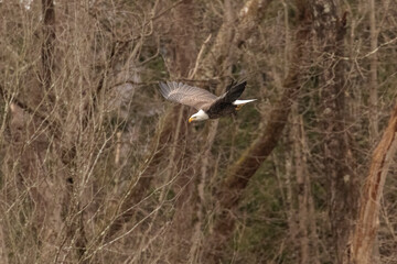 Bald Eagle takes off from a tree branch in the Delaware Water Gap National Recreation Area