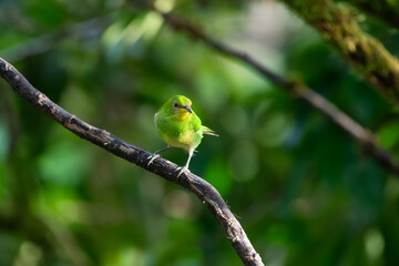 A Green Honeycreeper perching on a sunlit branch in the rainforest with bokeh background