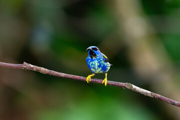 Colorful, young, Purple Honeycreeper perching on a branch in the rainforest of Trinidad and Tobago facing camera
