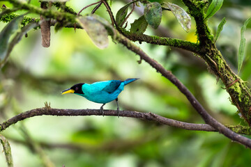 A Green Honeycreeper chirping on a branch in the rainforest of Trinidad and Tobago