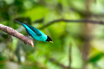 A tropical, turquoise colored bird perching on a branch with green background