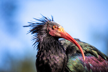 Northern Bald Ibis (Geronticus eremita) Outdoors