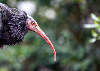 Northern Bald Ibis (Geronticus eremita) Outdoors