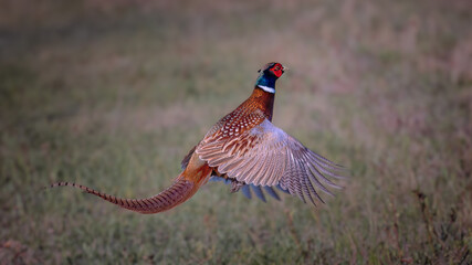 Male ring-necked pheasant (Phasianus colchicus) in flight over a field in spring