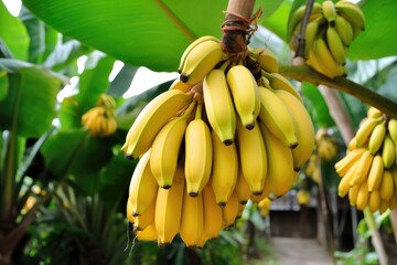 Bananas growing on trees. Agriculture and banana production concept.