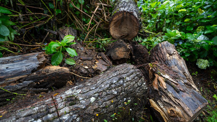 Naklejka na ściany i meble Desmatamento, Queda de Árvore em dia de Chuva