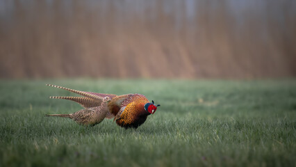 Male common pheasants, phasianus colchicus, displaying in front of female in spring mating season