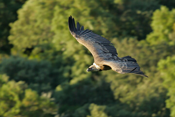 Griffon Vulture (Gyps fulvus) adult flying, Extremadura; Spain