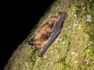 Greater mouse-eared bat (Myotis myotis), Baden-Wuerttemberg, Germany